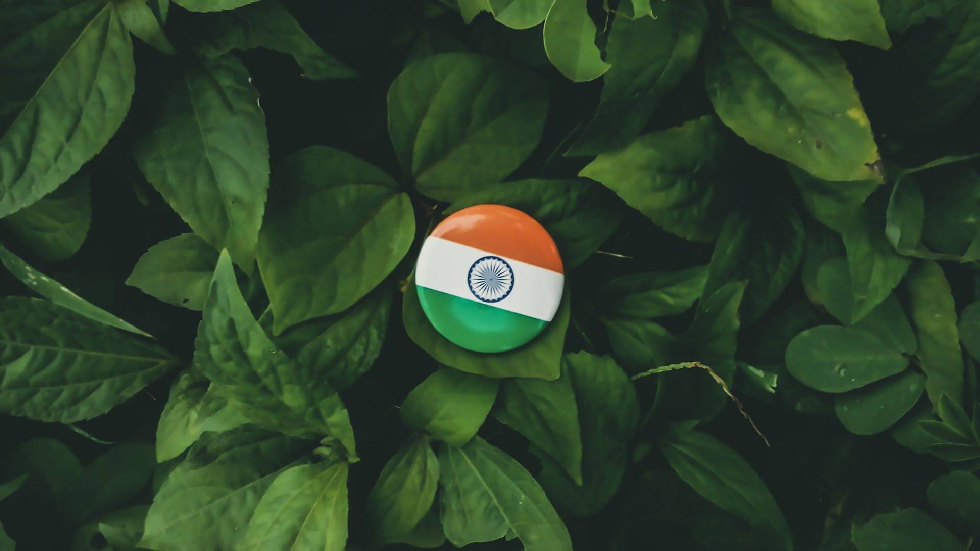 Tiranga Wala Wallpaper